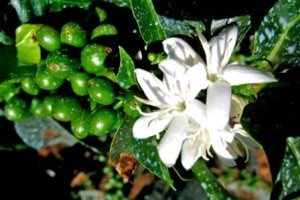 Tanzania-flowers-with-green-cherries - Caithness Coffee Company